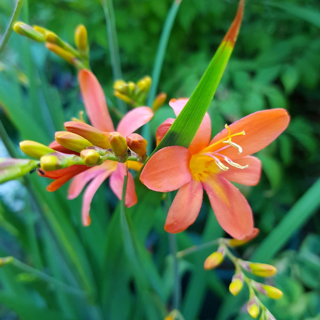 Crocosmia Peach Sunrise in the GardenTags plant encyclopedia Montbretia Peach Sunrise in the GardenTags plant encyclopedia