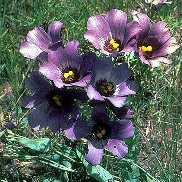 Eustoma russellianum in the GardenTags plant encyclopedia Prairie Gentian in the GardenTags plant encyclopedia