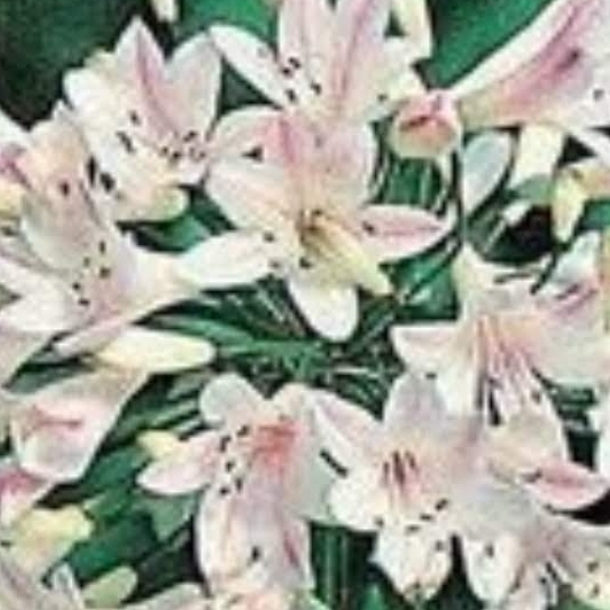 Agapanthus Strawberry Ice in the GardenTags plant encyclopedia African Lily Strawberry Ice in the GardenTags plant encyclopedia