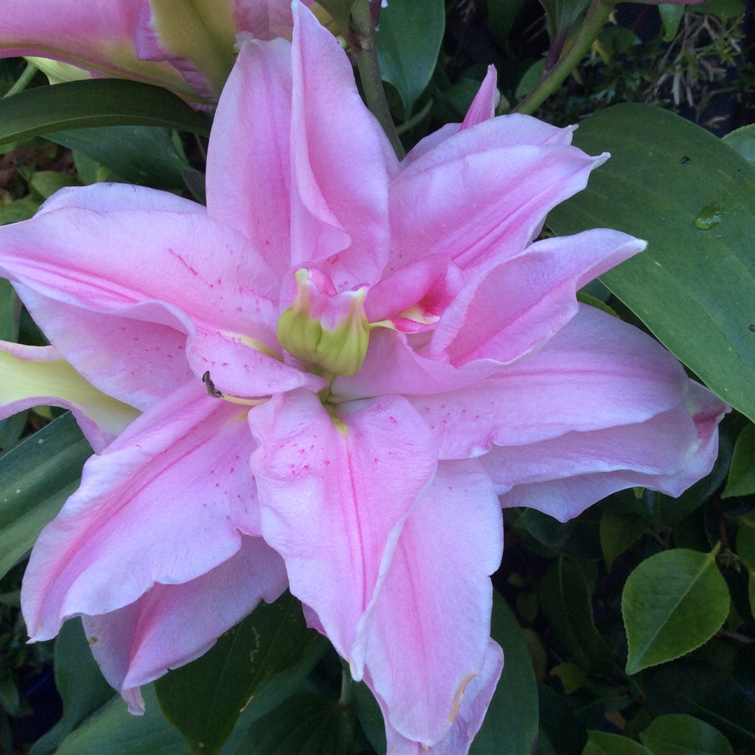 Lilium DL11356 syn. Lilium Roselily Editha in the GardenTags plant encyclopedia Lily Roselily Editha (Oriental) in the GardenTags plant encyclopedia