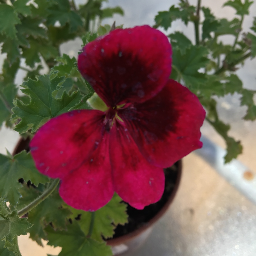 Pelargonium Camdared (Candy Flowers Series) syn. Pelargonium Candy Flowers Dark Red in the GardenTags plant encyclopedia Pelargonium Candy Flowers Dark Red (Regal) in the GardenTags plant encyclopedia