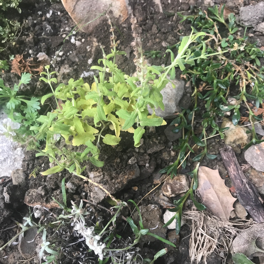 Salvia x sylvestris Schneehugel syn. Salvia x sylvestris Snow Hill in the GardenTags plant encyclopedia Wood Sage Schneehugel in the GardenTags plant encyclopedia