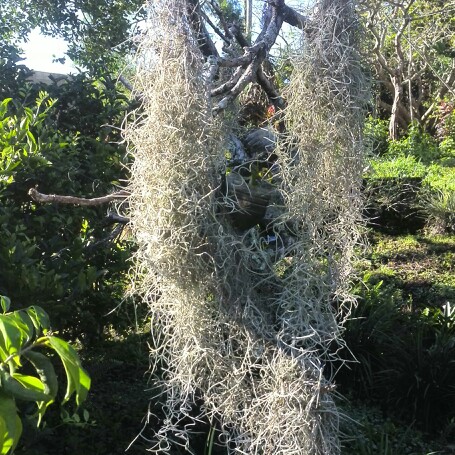 Tillandsia usneoides, Airplant (Species) Spanish Moss in GardenTags ...