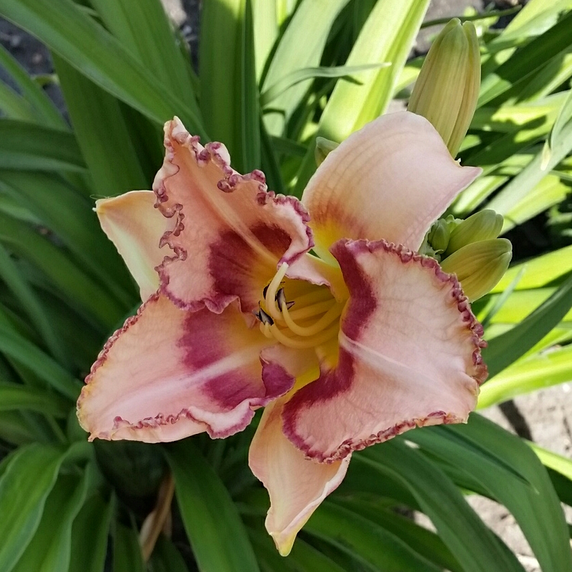 Hemerocallis Awesome Blossom in the GardenTags plant encyclopedia Daylily Awesome Blossom in the GardenTags plant encyclopedia