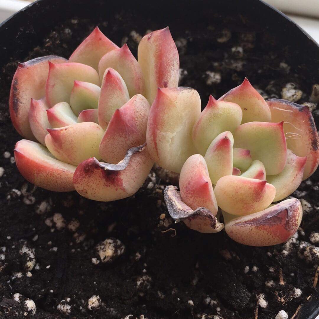 Echeveria Sensation in the GardenTags plant encyclopedia Echeveria Sensation in the GardenTags plant encyclopedia
