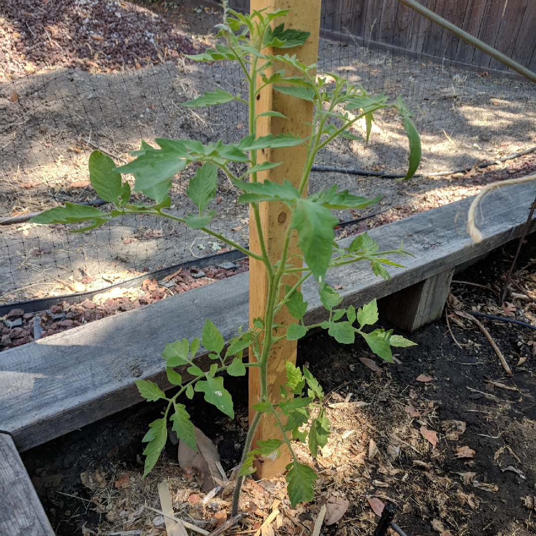 Solanum lycopersicum Aussie in the GardenTags plant encyclopedia Tomato Aussie in the GardenTags plant encyclopedia