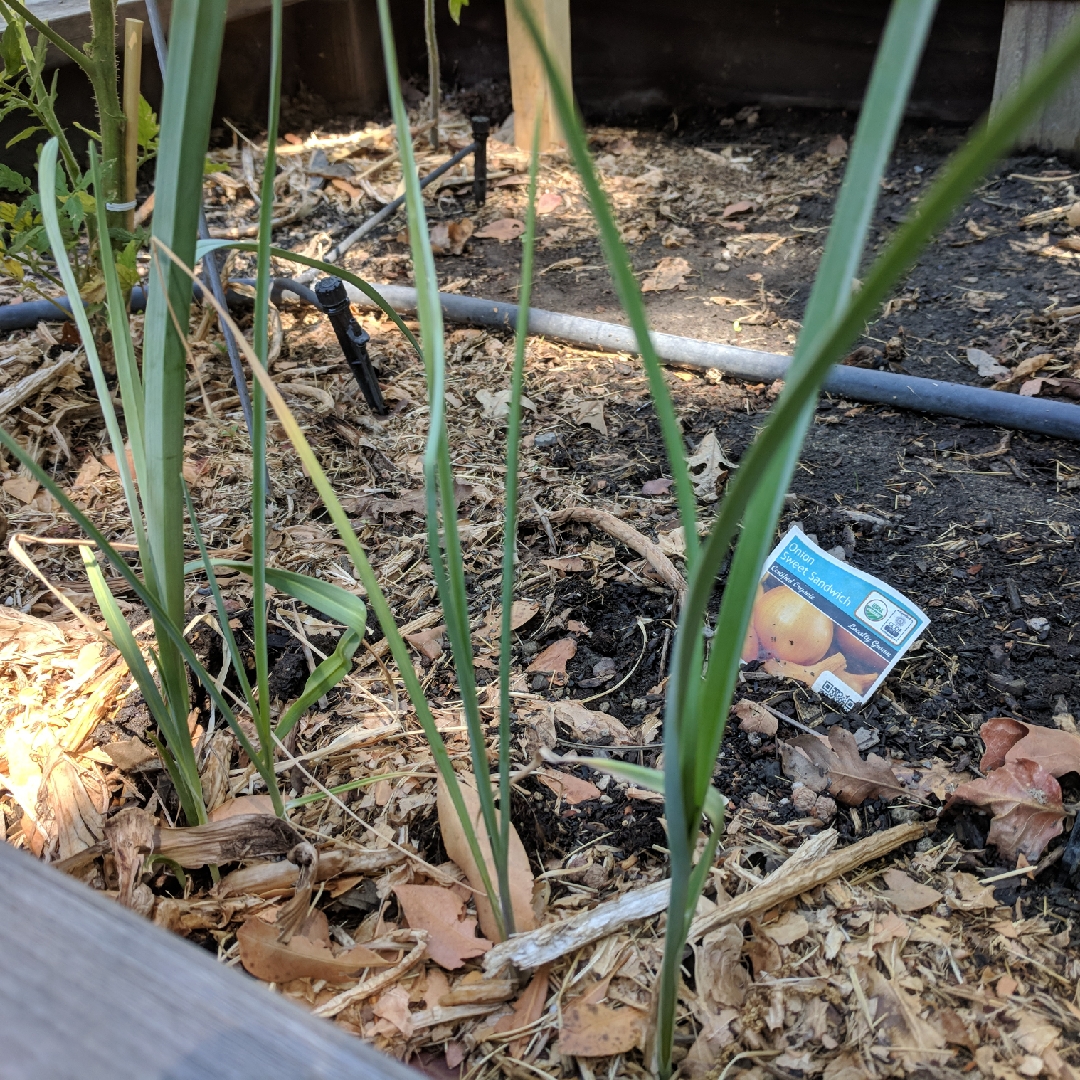 Allium cepa (Cepa Group) Sweet Sandwich in the GardenTags plant encyclopedia Onion Sweet Sandwich in the GardenTags plant encyclopedia