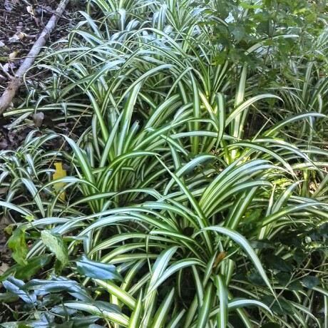 Chlorophytum comosum Vittatum in the GardenTags plant encyclopedia Spider Plant Vittatum in the GardenTags plant encyclopedia