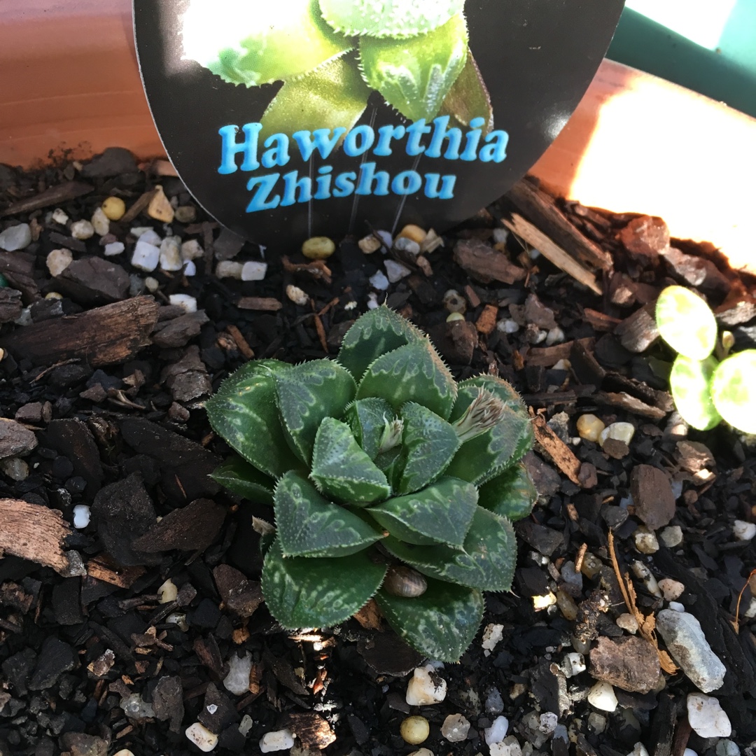 Haworthia Zhishou in the GardenTags plant encyclopedia Haworthia Zhishou in the GardenTags plant encyclopedia