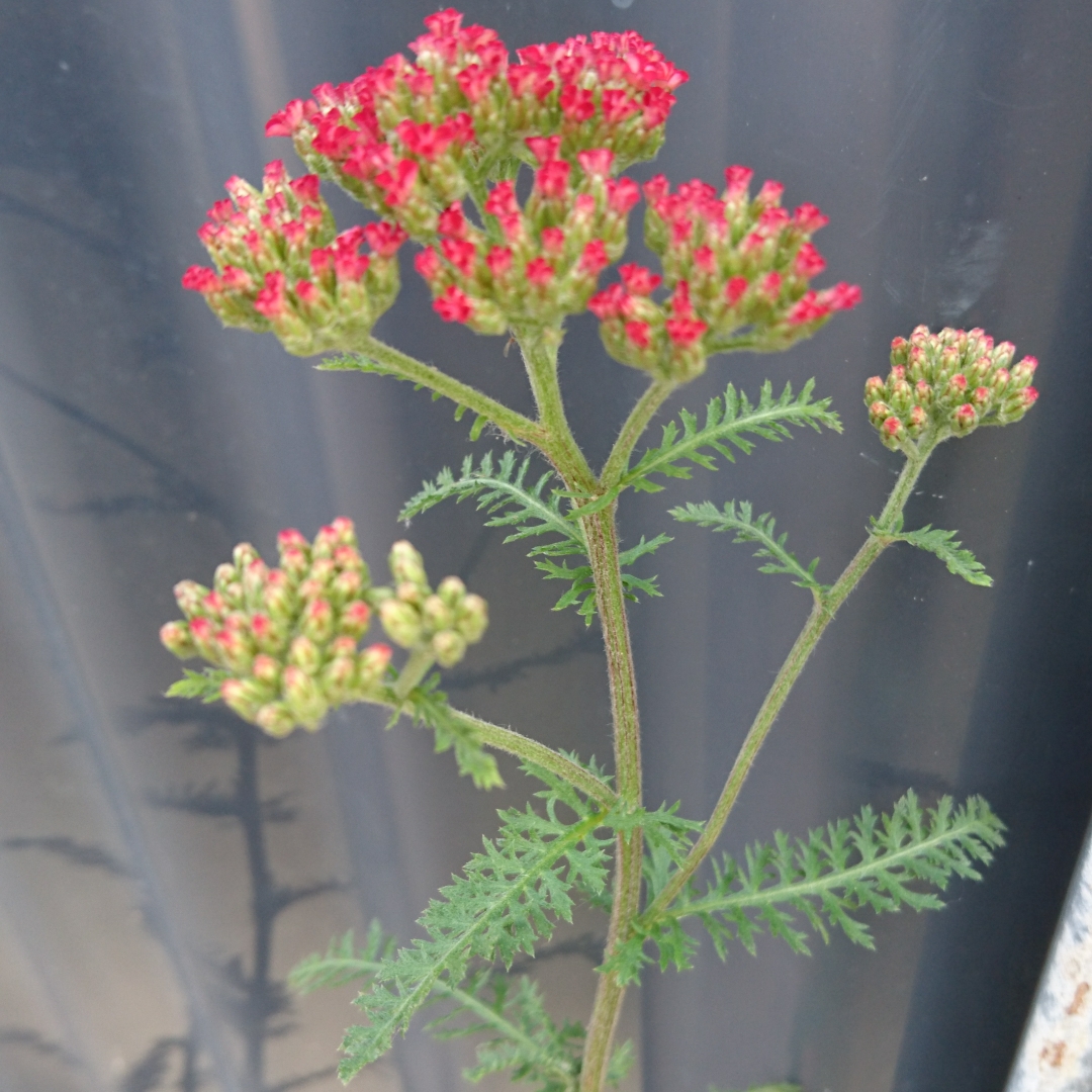 Achillea Millefolium Roseum in the GardenTags plant encyclopedia Red Yarrow in the GardenTags plant encyclopedia