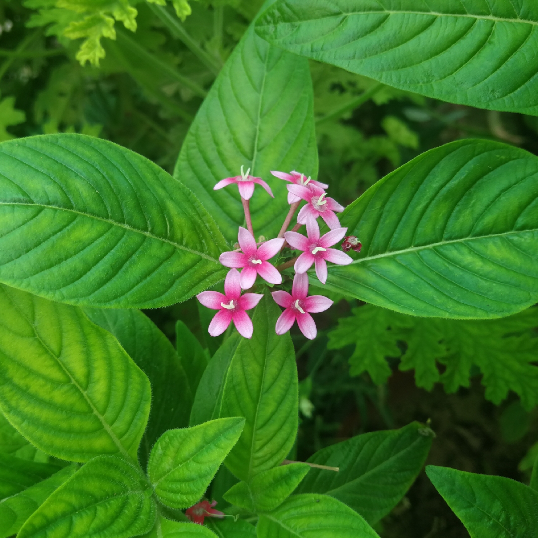 Pentas lanceolata Nova in the GardenTags plant encyclopedia Egyptian Star Cluster in the GardenTags plant encyclopedia