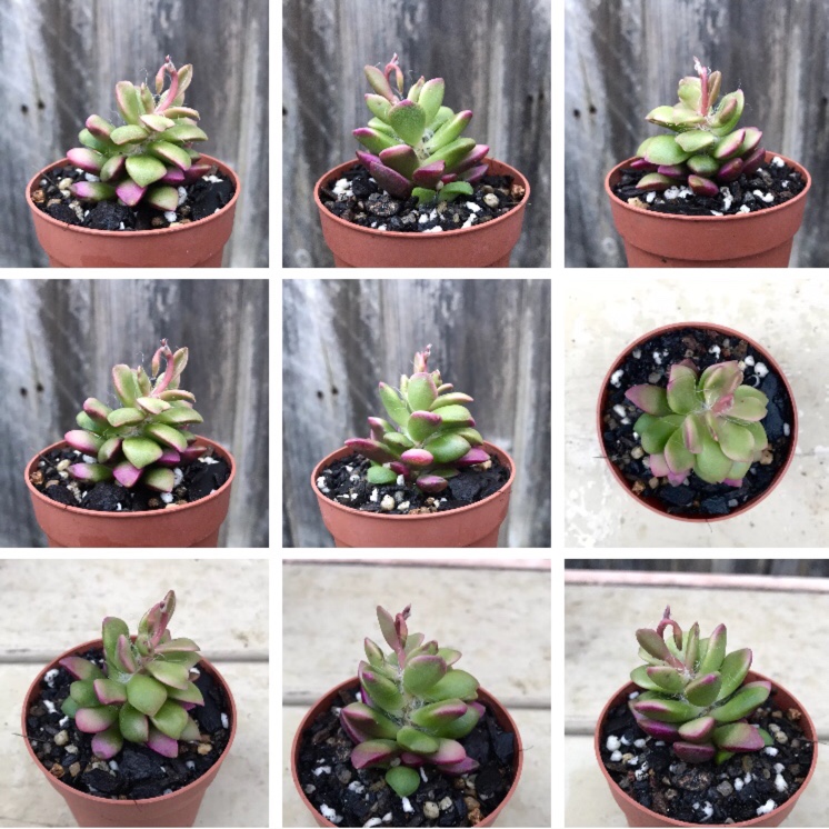 Anacampseros Sunrise in the GardenTags plant encyclopedia