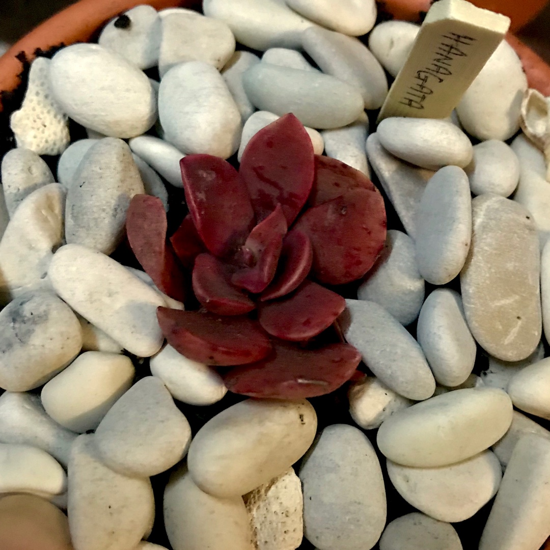 Echeveria Hanagata in the GardenTags plant encyclopedia Echeveria Hanagata in the GardenTags plant encyclopedia