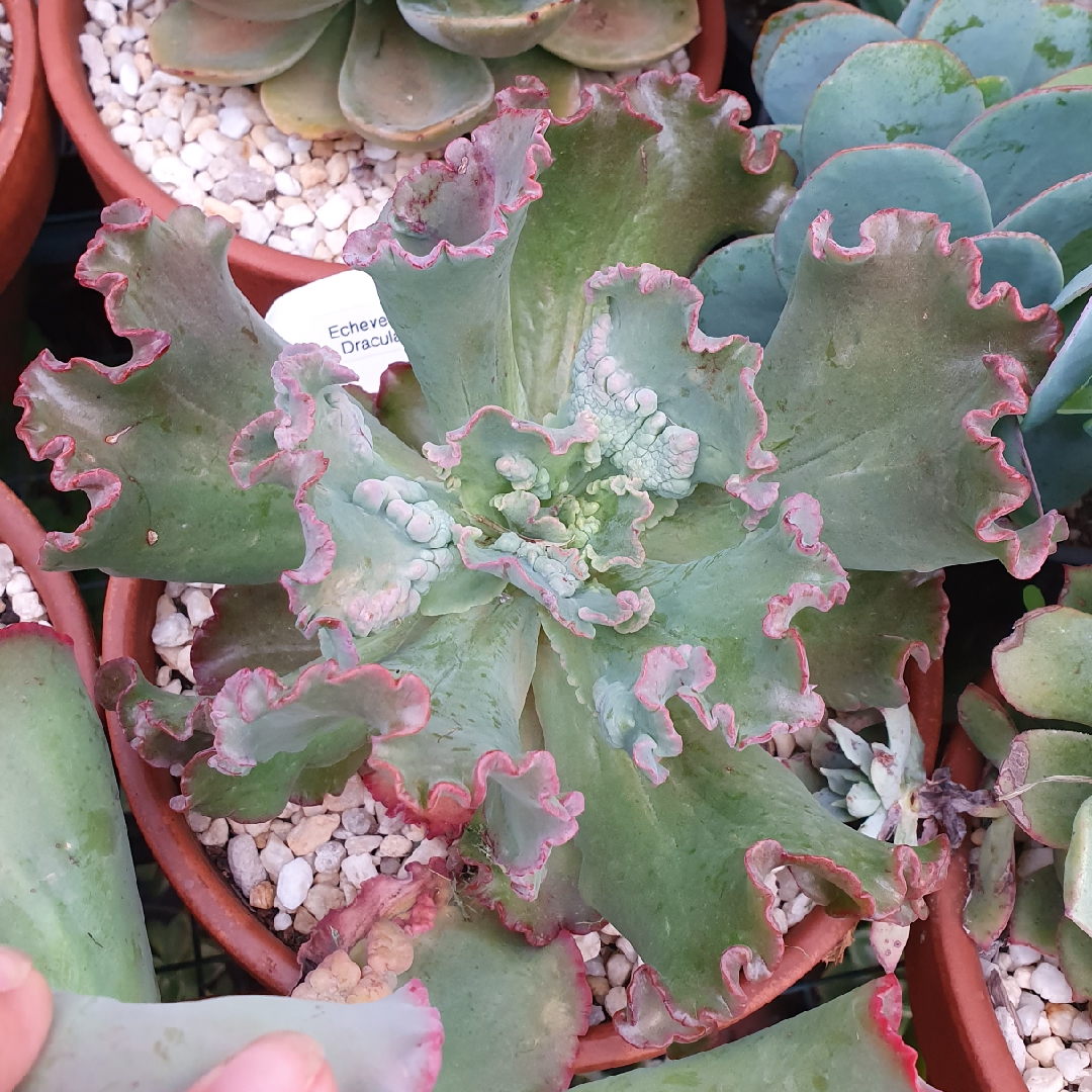 Echeveria Dracula in the GardenTags plant encyclopedia Echeveria Dracula in the GardenTags plant encyclopedia