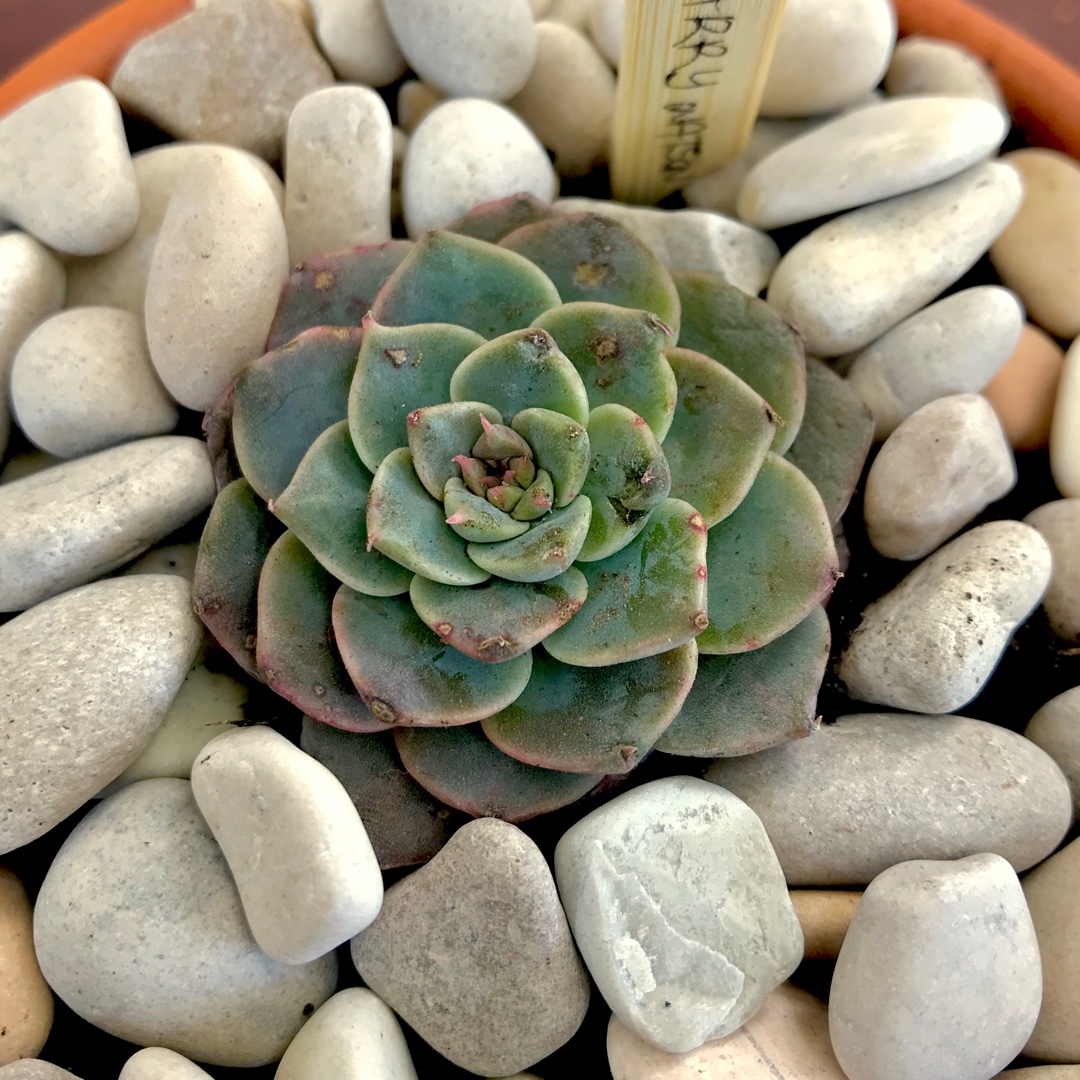 Graptoveria Harry Watson in the GardenTags plant encyclopedia