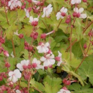Geranium macrorrhizum Spessart in the GardenTags plant encyclopedia Bigroot Cranesbill Spessart in the GardenTags plant encyclopedia