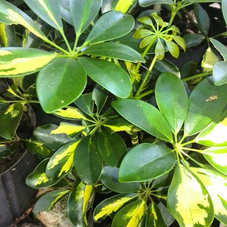 Schefflera aboricola (variegata), Variegated Umbrella Tree in ...