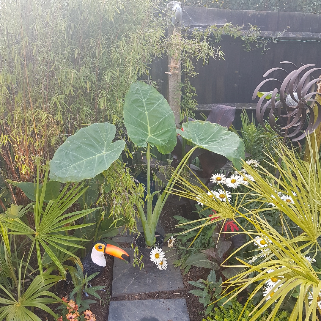 Alocasia gigantea in the GardenTags plant encyclopedia Giant Elephant Ear in the GardenTags plant encyclopedia