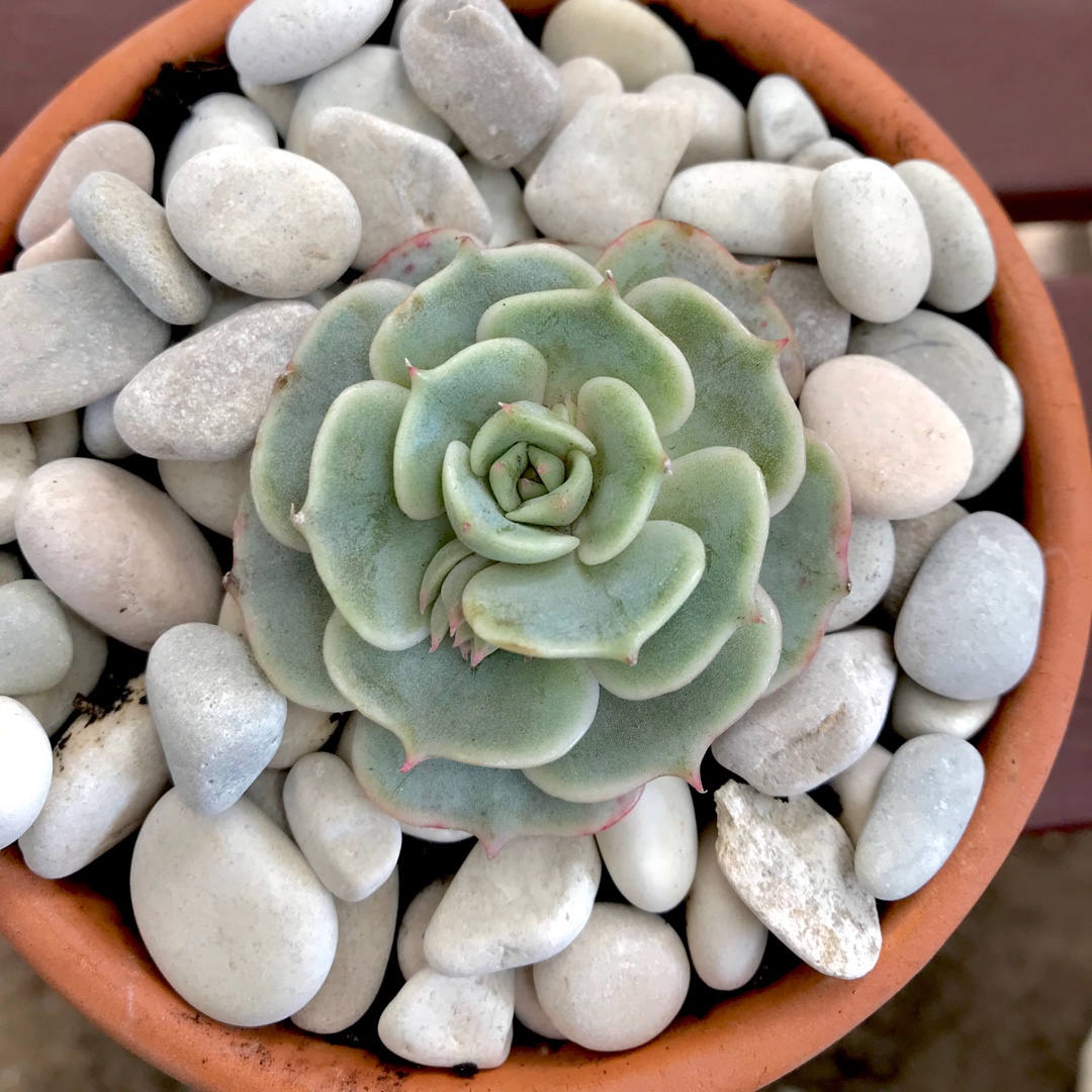 Echeveria Deresina in the GardenTags plant encyclopedia Echeveria Deresina in the GardenTags plant encyclopedia
