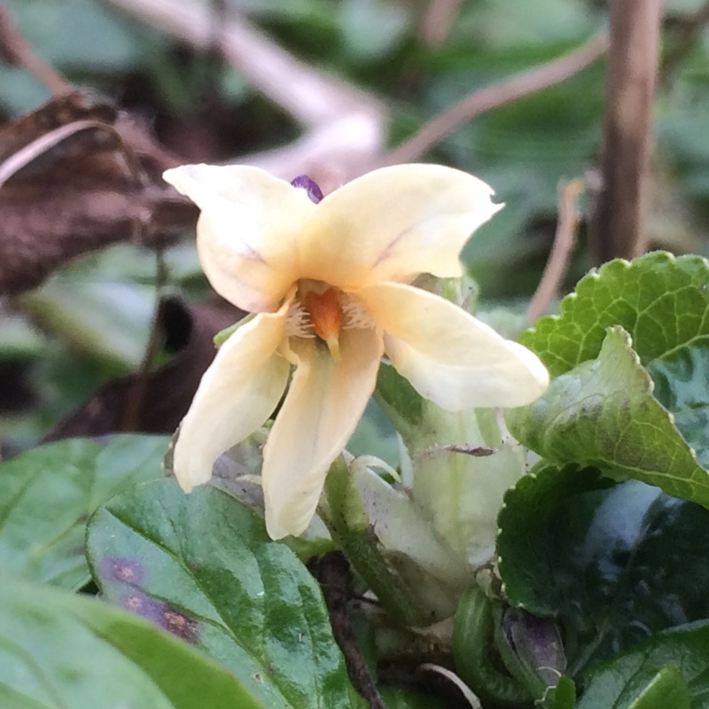 Viola odorata var. sulphurea in the GardenTags plant encyclopedia Apricot Sweet Violet in the GardenTags plant encyclopedia