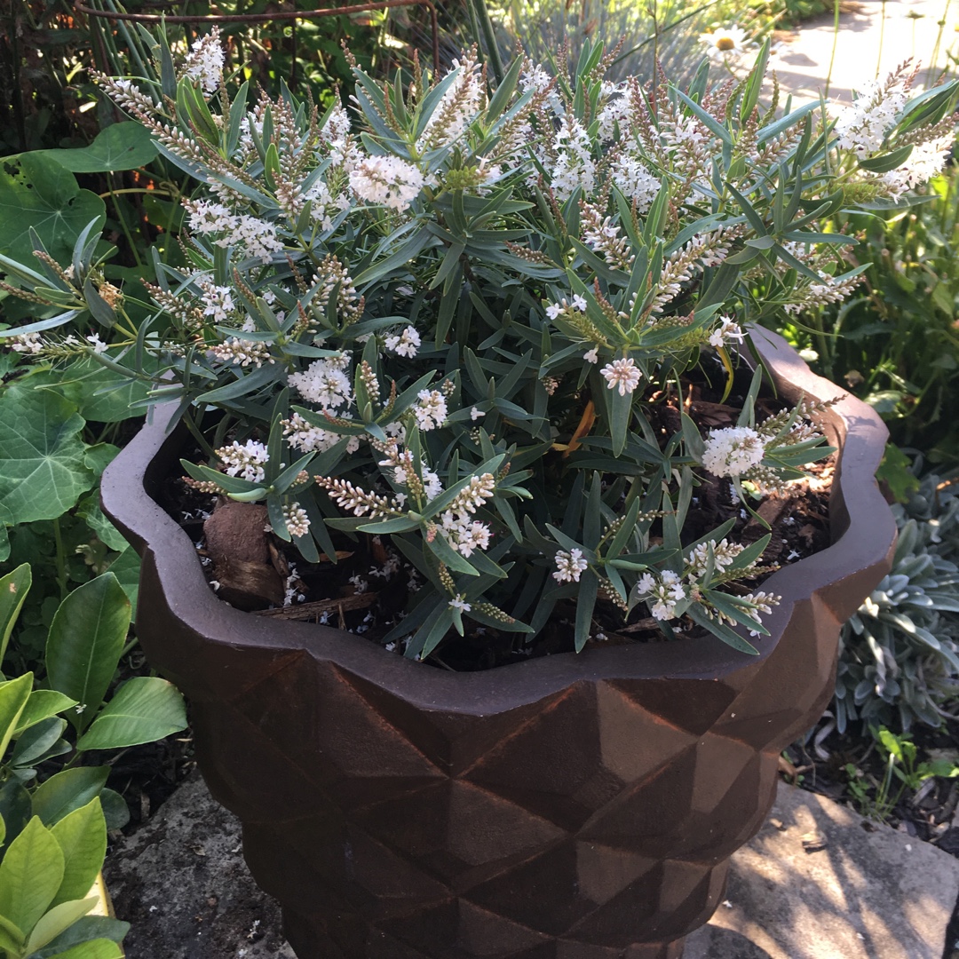 Hebe recurva Boughton Silver in the GardenTags plant encyclopedia Shrubby Veronica Boughton Silver in the GardenTags plant encyclopedia