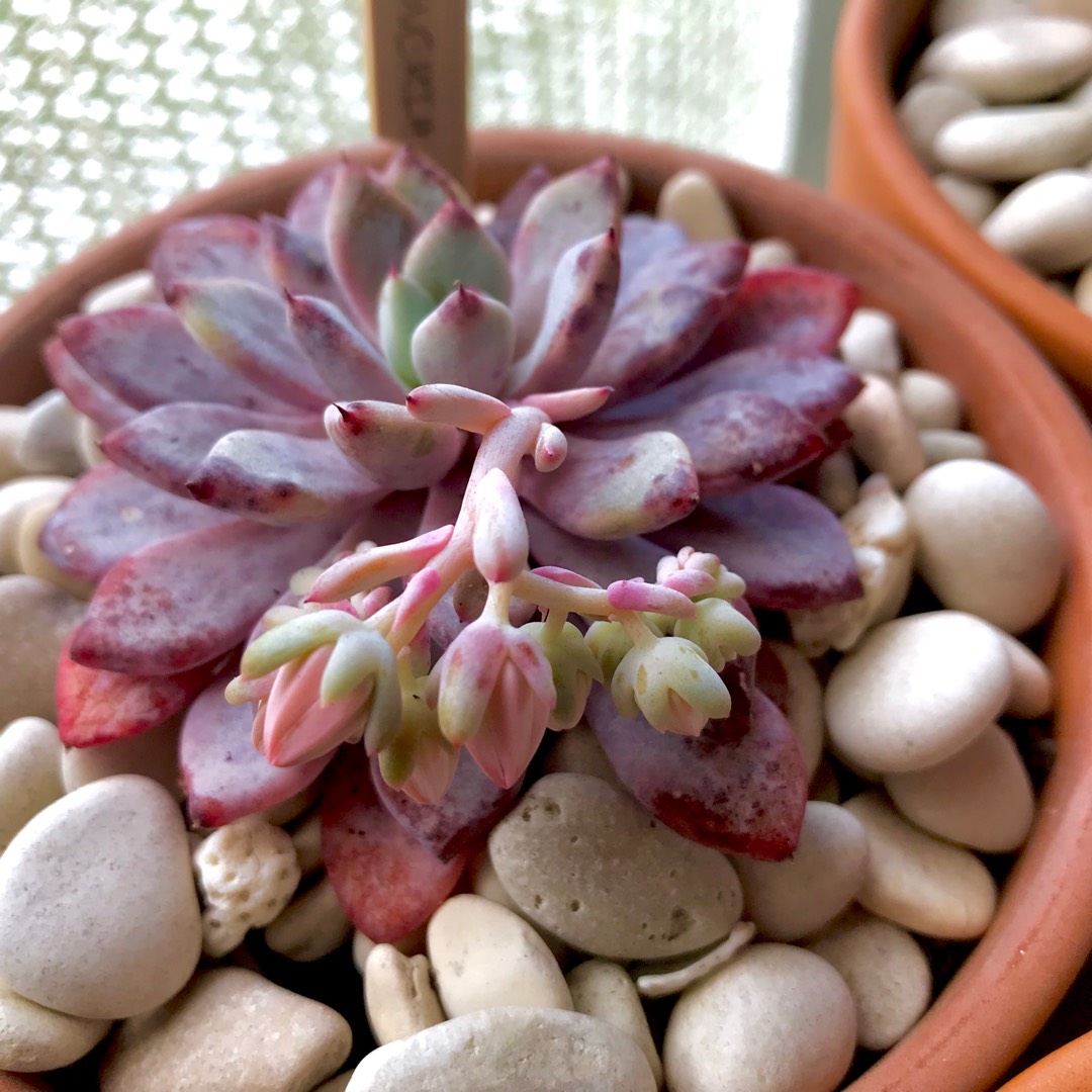 Echeveria Violet Magic in the GardenTags plant encyclopedia Echeveria Violet Magic in the GardenTags plant encyclopedia