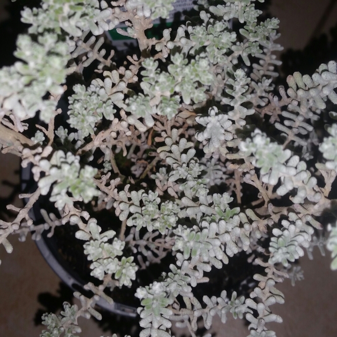 Maireana Sedifolia in the GardenTags plant encyclopedia Pearl Bluebush in the GardenTags plant encyclopedia