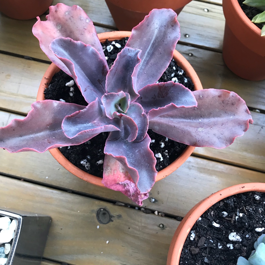 Echeveria Mary Too in the GardenTags plant encyclopedia Echeveria Mary Too in the GardenTags plant encyclopedia