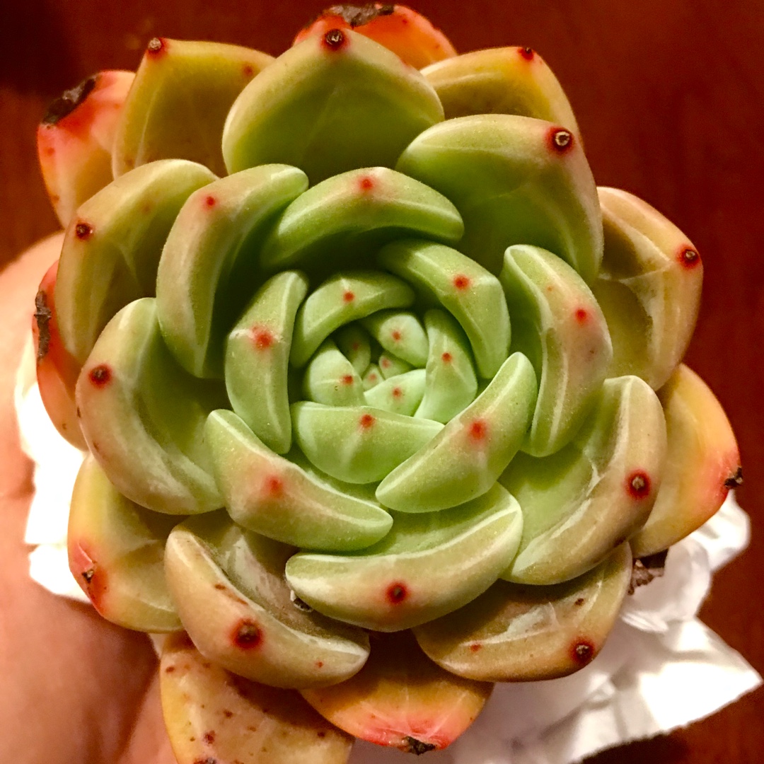Echeveria Baekya in the GardenTags plant encyclopedia Echeveria White Night in the GardenTags plant encyclopedia