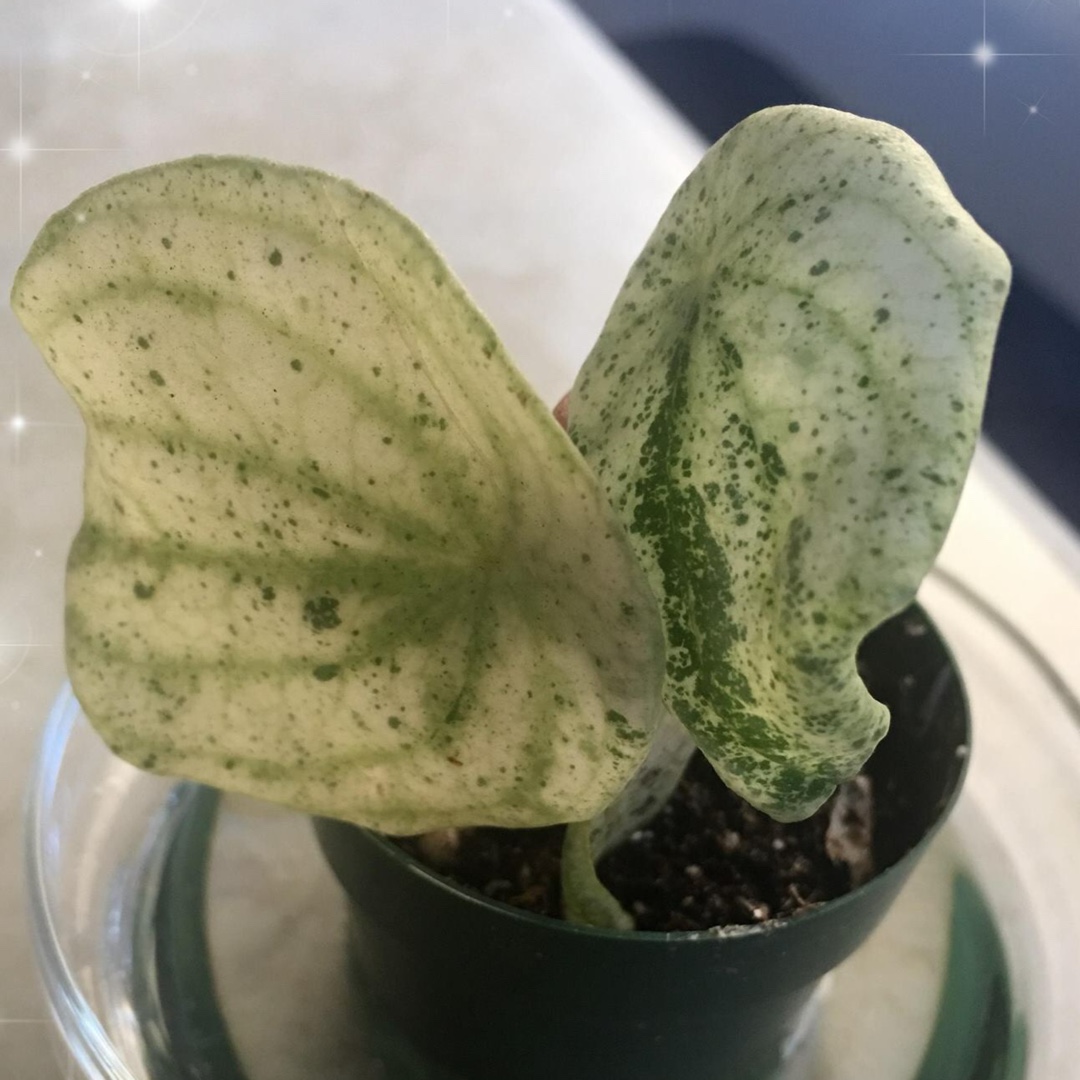 Watermelon Peperomia Harmonys Gold Dust Woman in the GardenTags plant encyclopedia