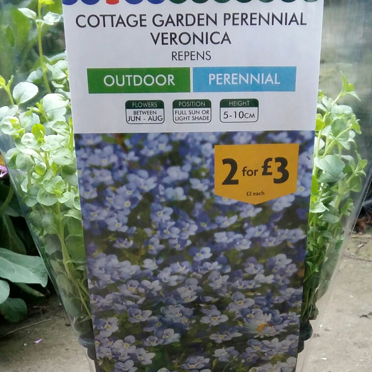 Veronica repens in the GardenTags plant encyclopedia Creeping Speedwell in the GardenTags plant encyclopedia