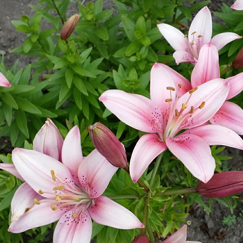 Lilium Montreux in the GardenTags plant encyclopedia Lily Montreux (Asiatic) in the GardenTags plant encyclopedia