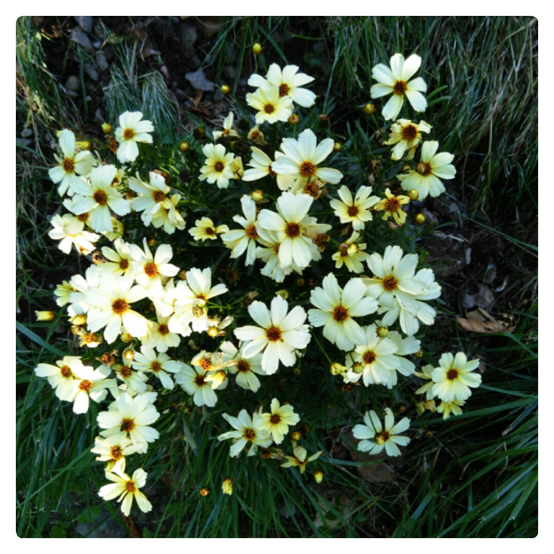 Coreopsis Verticillata Buttermilk in the GardenTags plant encyclopedia Coreopsis Tickseed Buttermilk in the GardenTags plant encyclopedia
