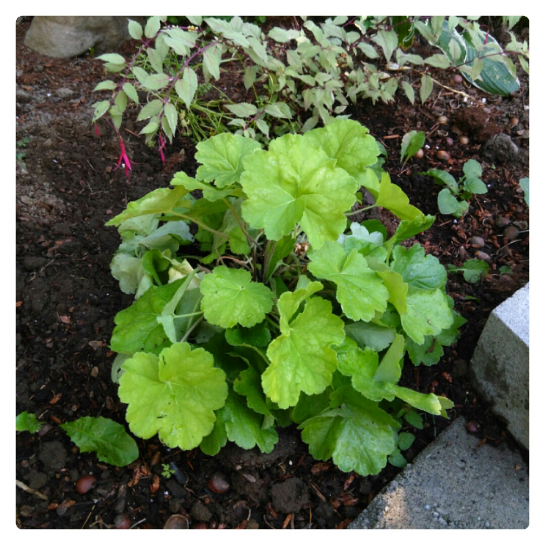Heuchera Tnheunel (Northern Exposure Series) syn. Heuchera Northern Exposure Lime in the GardenTags plant encyclopedia Alumroot Northern Exposure Lime in the GardenTags plant encyclopedia