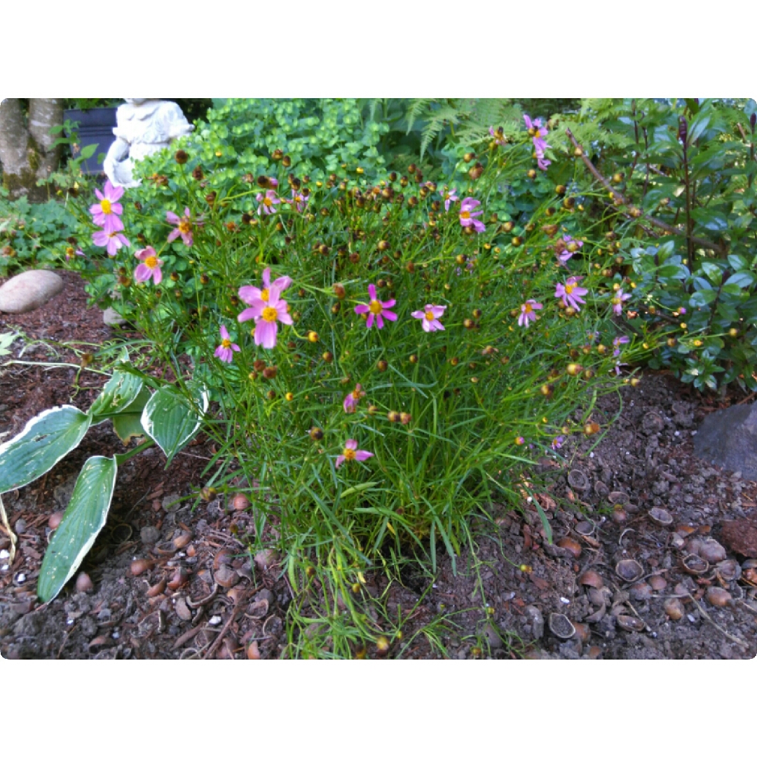 Coreopsis rosea American Dream in the GardenTags plant encyclopedia Tickseed American Dream in the GardenTags plant encyclopedia