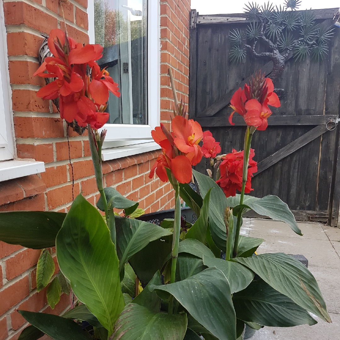 Canna Cannova Red Shades (Cannova Series) in the GardenTags plant encyclopedia Canna Cannova Red Shades in the GardenTags plant encyclopedia