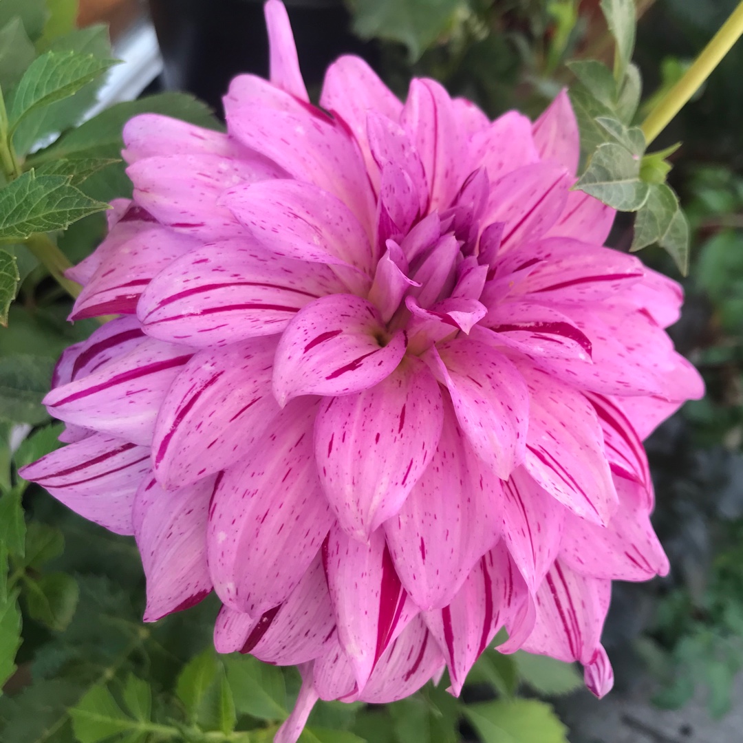 Dahlia Micks Peppermint in the GardenTags plant encyclopedia Dahlia Micks Peppermint in the GardenTags plant encyclopedia