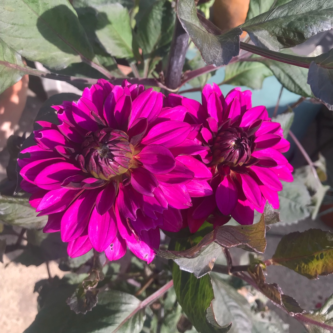 Dahlia Purple Flame in the GardenTags plant encyclopedia