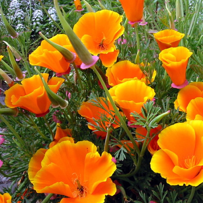 Eschscholzia californica in the GardenTags plant encyclopedia California Poppy in the GardenTags plant encyclopedia