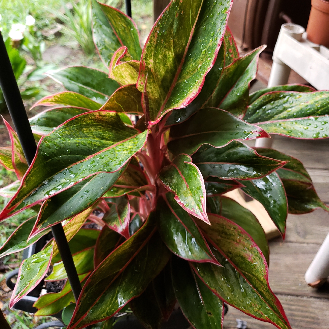 Aglaonema Miss Thailand in the GardenTags plant encyclopedia Chinese Evergreen Miss Thailand in the GardenTags plant encyclopedia