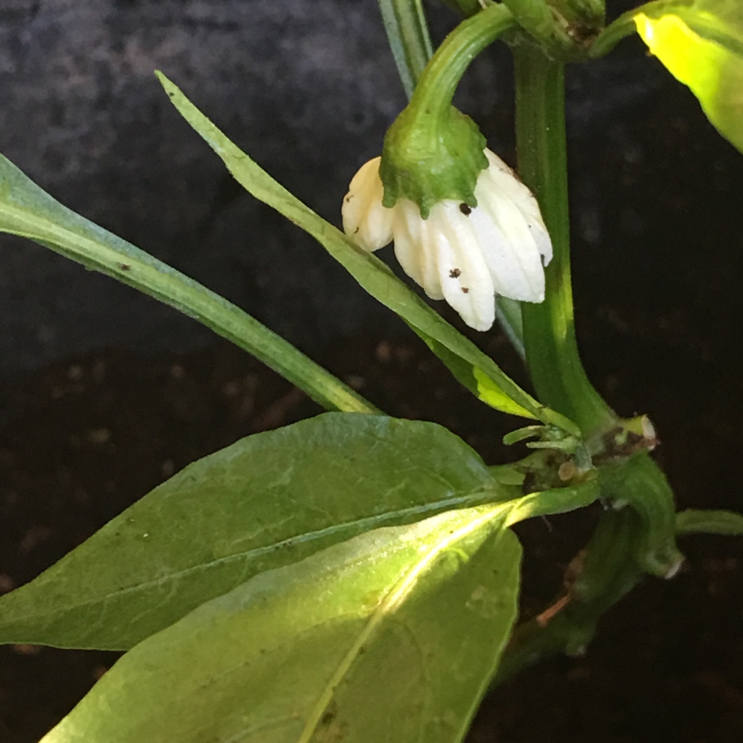 Capsicum annuum Mandarin in the GardenTags plant encyclopedia Sweet Pepper Mandarin in the GardenTags plant encyclopedia