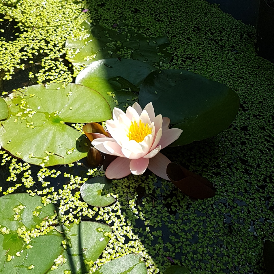 Nymphaea Marliacea Rosea in the GardenTags plant encyclopedia Water Lily Marliacea Rosea in the GardenTags plant encyclopedia