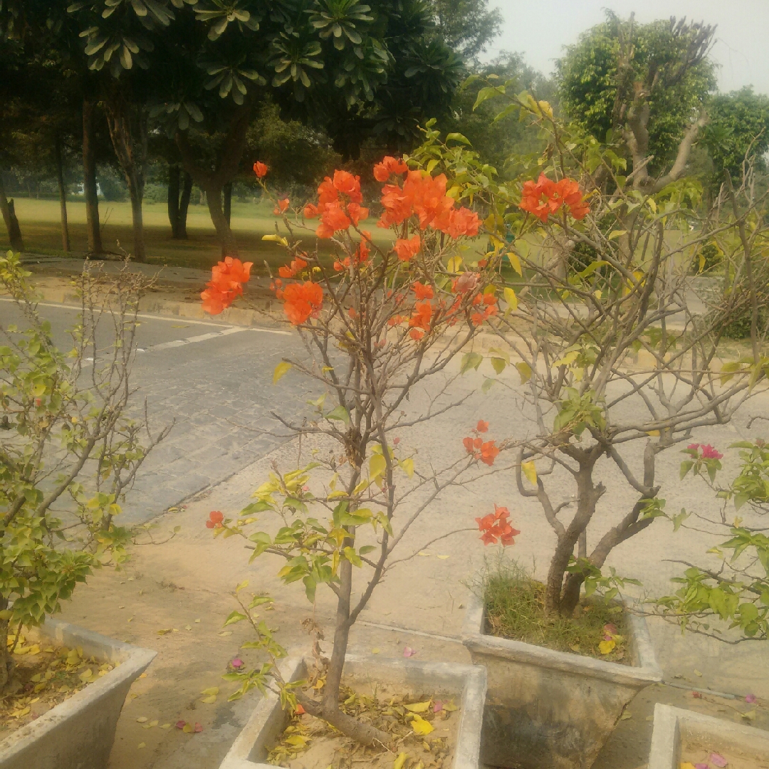 Bougainvillea x buttiana Orange King in the GardenTags plant encyclopedia Bougainvillea Orange King in the GardenTags plant encyclopedia