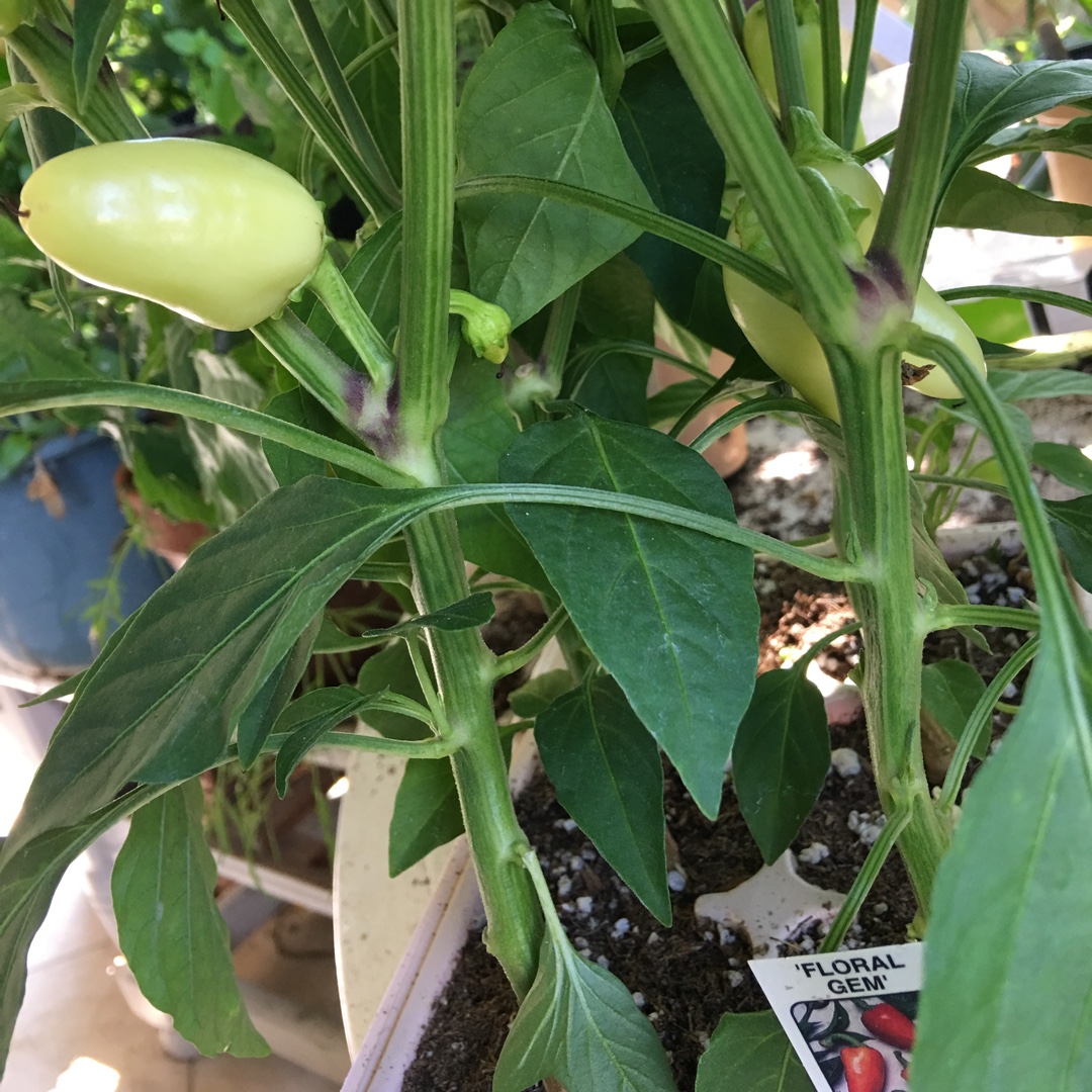 Capsicum Annuum Floral Gem in the GardenTags plant encyclopedia Chilli Floral Gem in the GardenTags plant encyclopedia