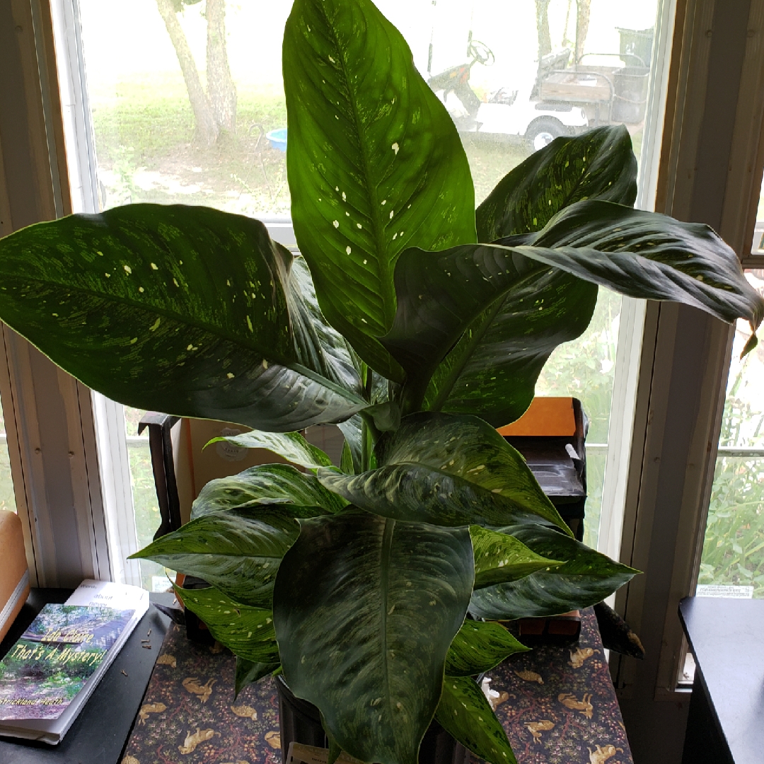 Dieffenbachia Snow in the GardenTags plant encyclopedia Dumb Cane Snow in the GardenTags plant encyclopedia