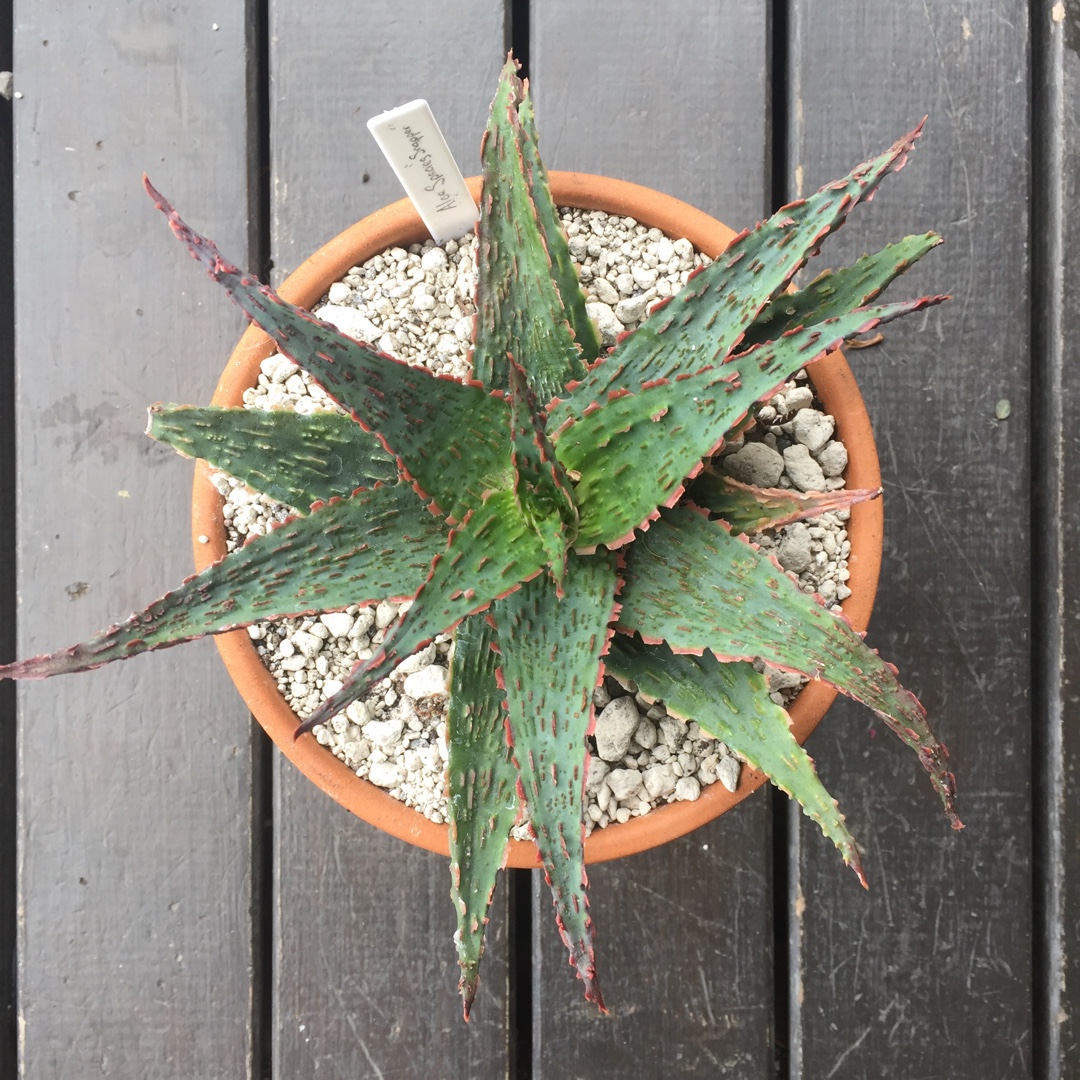 Aloe Snapper in the GardenTags plant encyclopedia Aloe Snapper in the GardenTags plant encyclopedia