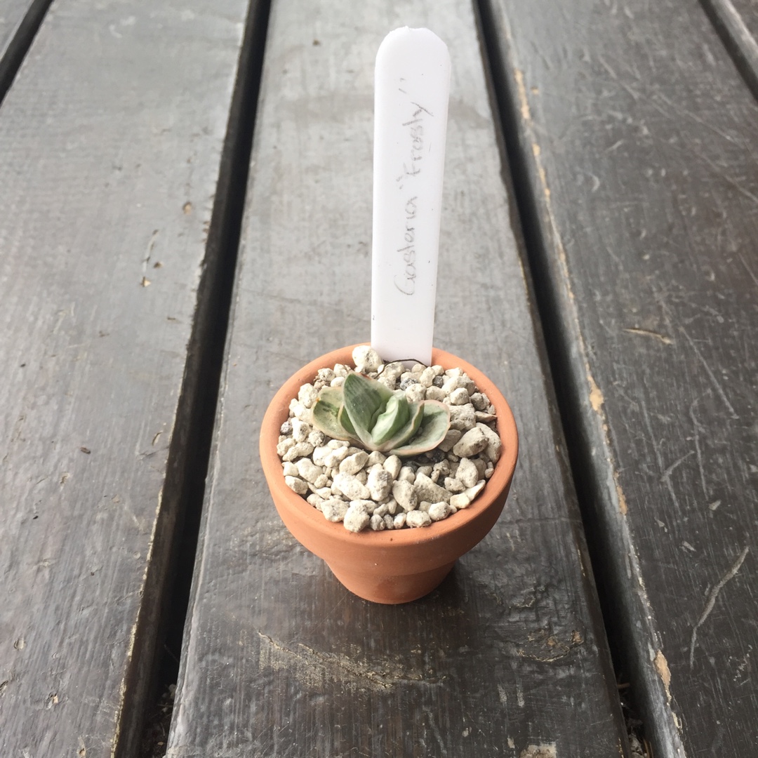 Gasteria Frosty in the GardenTags plant encyclopedia Gasteria Frosty in the GardenTags plant encyclopedia