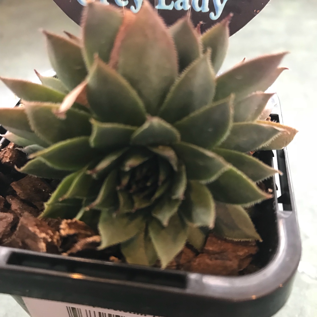 Sempervivum Grey Lady in the GardenTags plant encyclopedia Sempervivum Grey Lady in the GardenTags plant encyclopedia
