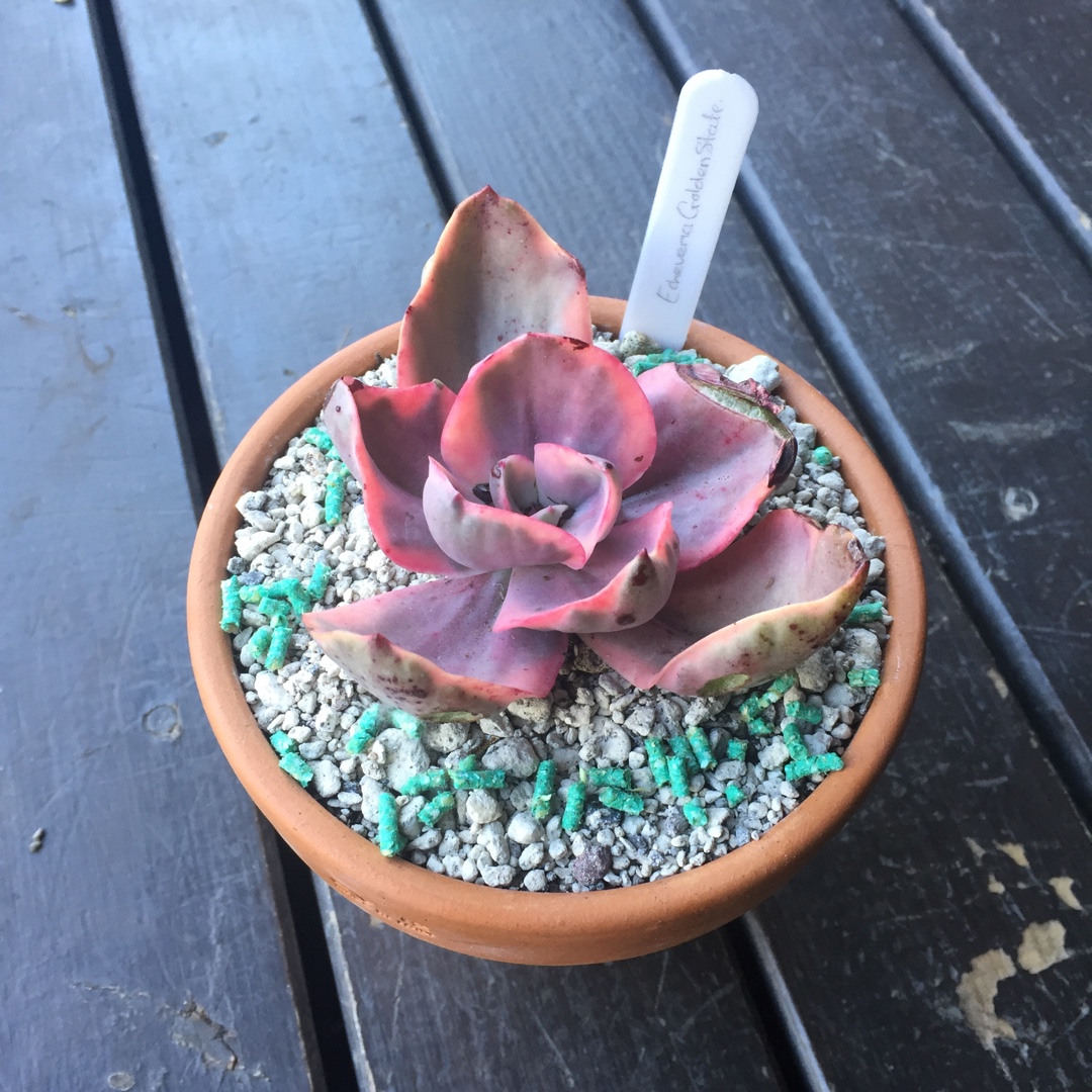 Echeveria Golden State in the GardenTags plant encyclopedia Echeveria Golden State in the GardenTags plant encyclopedia