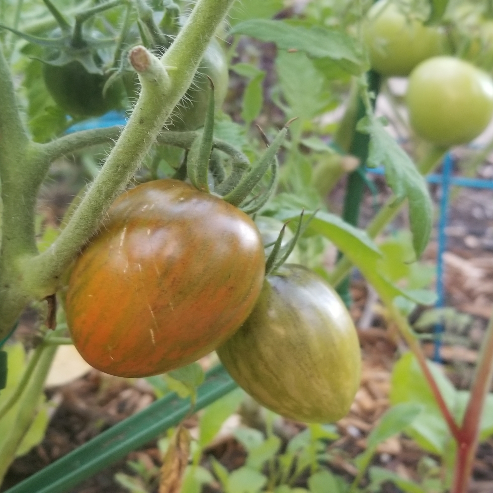 Solanum lycopersicum Brads Atomic Grape in the GardenTags plant encyclopedia Tomato Atomic Grape in the GardenTags plant encyclopedia